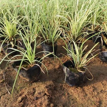 小杯苗一平方種多少棵